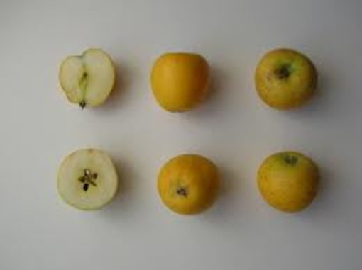 Un mondo di ricerca dietro una mela: il Progetto “Ager - Qualità della mela” incontra il territorio di Cuneo