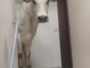 A Limone un bovino entra in un condominio, gli allevatori: "Grazie alle autorità che sono intervenute per aiutarci e ai cittadini per la comprensione" A Limone un bovino entra in un condominio, gli allevatori: "Grazie alle autorità che sono intervenute per aiutarci e ai cittadini per la comprensione"