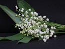 In foto il mughetto, fiore simbolo del 1° Maggio (foto pxhere)