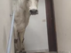 La mucca Donoga sulle scale al terzo piano di un condominio di Limone La mucca Donoga sulle scale al terzo piano di un condominio di Limone