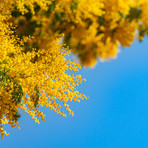 La Granda in festa per l'8 marzo: dalla musica di De André al tartufo nero, una domenica tra cultura e tradizione La Granda in festa per l'8 marzo: dalla musica di De André al tartufo nero, una domenica tra cultura e tradizione