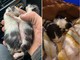 Gattini di pochi giorni recuperati da Una Zampa per la Vita