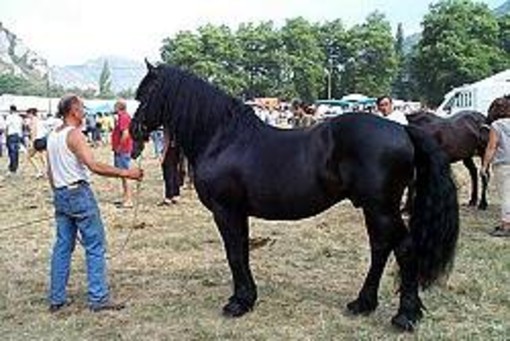 Il cavallo della razza Merens sarà il protagonista della rassegna di Sampeyre