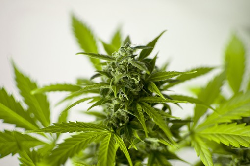 Marijuana legale: le varietà più vendute online
