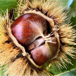 La castanicoltura del futuro tra frutto e foreste: a Chiusa di Pesio un talk per la 28ª Festa del Re Marrone