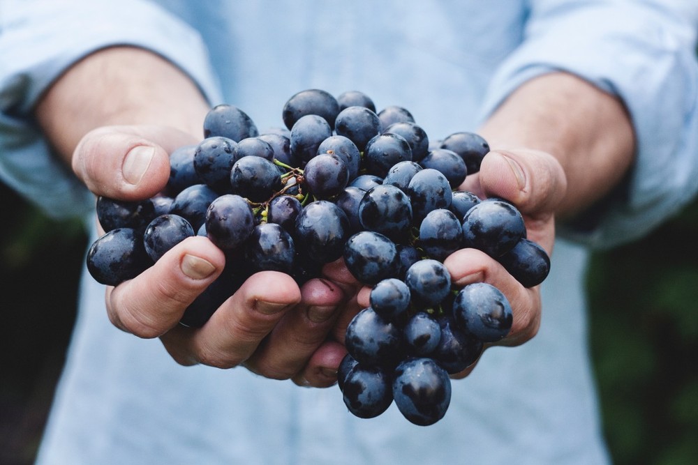 Crisi del vino, il grido dall'allarme della Cia: "La Regione difenda il prezzo delle uve per garantire dignità e futuro alle aziende e ai territori"