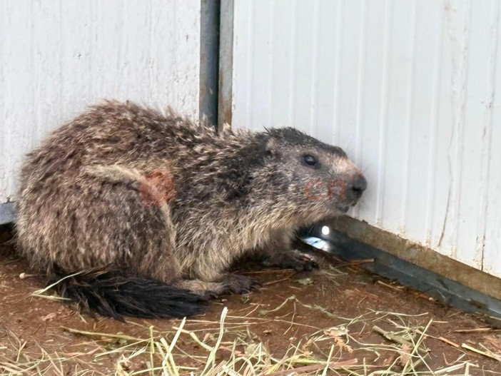 Trova il garage devastato e chiama i vigili del fuoco, il "colpevole" una marmotta nascosta nel vano motore dell'auto Trova il garage devastato e chiama i vigili del fuoco, il "colpevole" una marmotta nascosta nel vano motore dell'auto