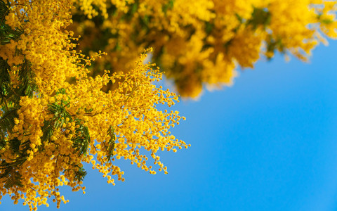 La Granda in festa per l'8 marzo: dalla musica di De André al tartufo nero, una domenica tra cultura e tradizione