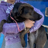 Maya è scomparsa a Caraglio: la sua nuova famiglia la sta cercando