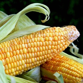 Dopo anni a Beinette torna la Sagra del Mais - RINVIATA a domenica 23 novembre! Dopo anni a Beinette torna la Sagra del Mais - RINVIATA a domenica 23 novembre!