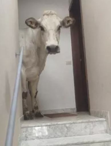 La mucca Donoga sulle scale al terzo piano di un condominio di Limone