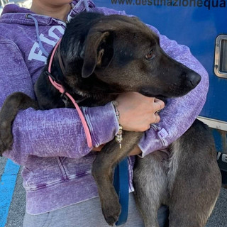 Maya è scomparsa a Caraglio: la sua nuova famiglia la sta cercando