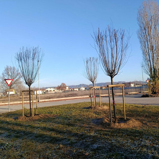 Bra: verde urbano, al via il programma di interventi della stagione invernale Bra: verde urbano, al via il programma di interventi della stagione invernale