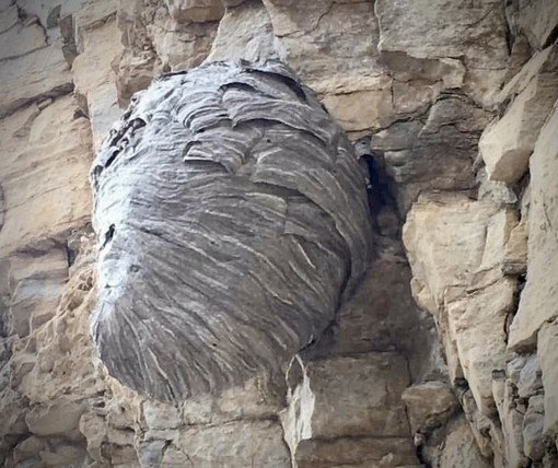 Nidi di calabroni: disposta la chiusura della Ferrata di Camoglieres a Macra Nidi di calabroni: disposta la chiusura della Ferrata di Camoglieres a Macra