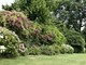 Cuneo, ortensie in fiore a villa Oldofredi Tadini Cuneo, ortensie in fiore a villa Oldofredi Tadini