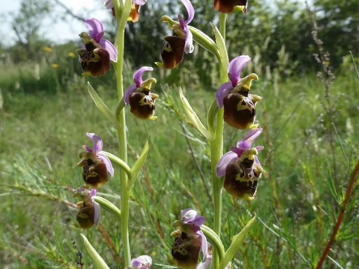 Orchidea selvatica, immagine di repertorio