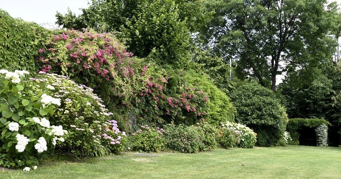 Cuneo, ortensie in fiore a villa Oldofredi Tadini Cuneo, ortensie in fiore a villa Oldofredi Tadini