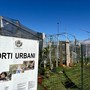 Saluzzo, gli orti urbani nell'area del Foro Boario