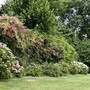 Cuneo, ortensie in fiore a villa Oldofredi Tadini