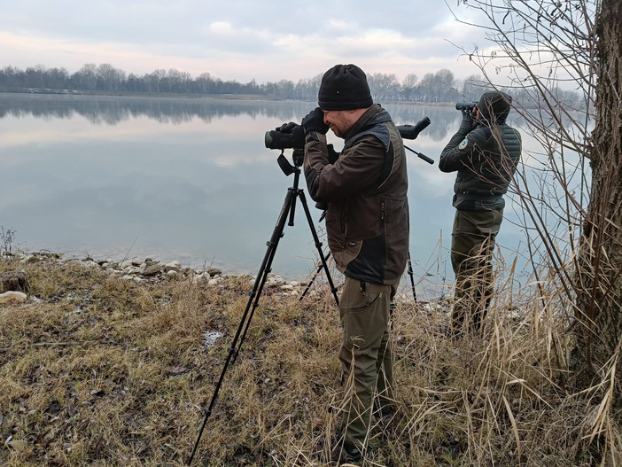 Ci sono 15 specie diverse di uccelli acquatici nel Parco del Monviso