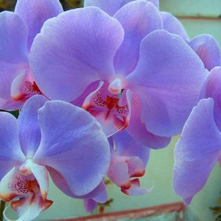 A Cuneo "Guardiani delle Orchidee"