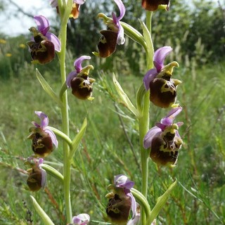 Orchidea selvatica, immagine di repertorio