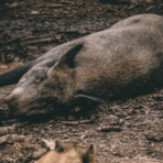 Primo caso di peste suina in Granda, i cacciatori: "Pronti a fare la nostra parte. La Regione riapra la stagione venatoria" Primo caso di peste suina in Granda, i cacciatori: "Pronti a fare la nostra parte. La Regione riapra la stagione venatoria"