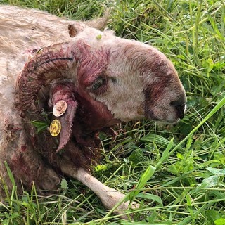 Attacco di lupi a Montefallonio di Peveragno, predato gregge di pecore [FOTO]