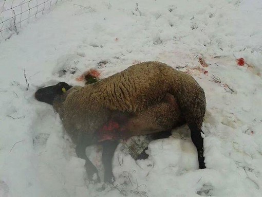 Lupi sbranano pecore a Chiaudieres in Valle Maira