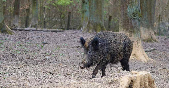 Peste suina africana, ordinanza del Piemonte per garantire le attività di contrasto Peste suina africana, ordinanza del Piemonte per garantire le attività di contrasto