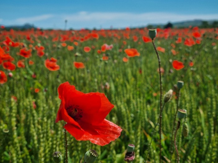 Profondo rosso: lo spettacolo dei papaveri nel Roero Profondo rosso: lo spettacolo dei papaveri nel Roero