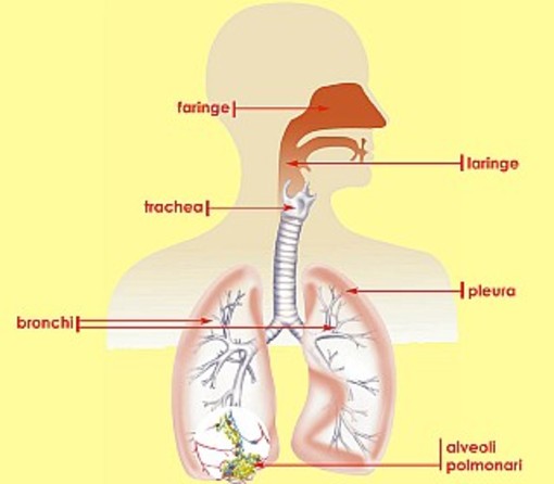 Embolia polmonare, al Santa Croce e Carle di Cuneo un congresso su diagnosi e terapie avanzate Embolia polmonare, al Santa Croce e Carle di Cuneo un congresso su diagnosi e terapie avanzate