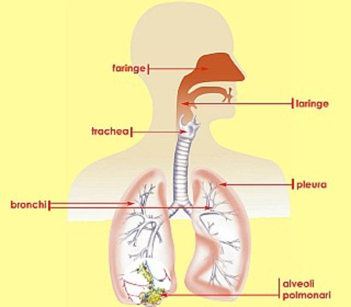 Embolia polmonare, al Santa Croce e Carle di Cuneo un congresso su diagnosi e terapie avanzate Embolia polmonare, al Santa Croce e Carle di Cuneo un congresso su diagnosi e terapie avanzate