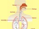 Embolia polmonare, al Santa Croce e Carle di Cuneo un congresso su diagnosi e terapie avanzate