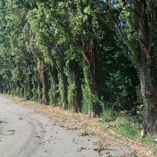 Abbattimento dei pioppi a Montà, le associazioni chiedono al Comune un tavolo per salvarli: "Madre terra ci ringrazierà" Abbattimento dei pioppi a Montà, le associazioni chiedono al Comune un tavolo per salvarli: "Madre terra ci ringrazierà"