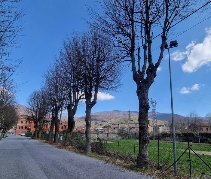 Garessio, al via la potatura dei tigli in Piazza d’Armi in vista dei nuovi interventi sportivi