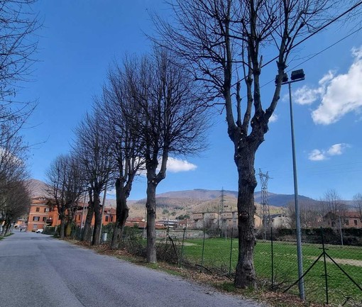 Garessio, al via la potatura dei tigli in Piazza d’Armi in vista dei nuovi interventi sportivi