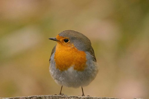 (foto enrico ruggeri) (foto enrico ruggeri)