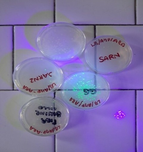 La scienza prende vita nei laboratori del Liceo Giolitti-Gandino di Bra