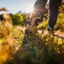 "Passi di Vita": a Cuneo un’esperienza tra natura e dono per scoprire il valore della donazione "Passi di Vita": a Cuneo un’esperienza tra natura e dono per scoprire il valore della donazione
