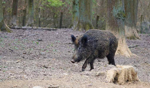 Peste suina africana, ordinanza del Piemonte per garantire le attività di contrasto