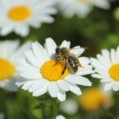 A Mondovì il seminario “Apicoltura e biodiversità. Un patrimonio da custodire e promuovere” A Mondovì il seminario “Apicoltura e biodiversità. Un patrimonio da custodire e promuovere”