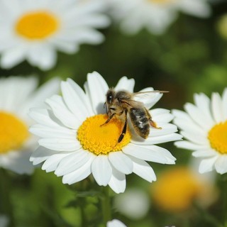 A Mondovì il seminario “Apicoltura e biodiversità. Un patrimonio da custodire e promuovere” A Mondovì il seminario “Apicoltura e biodiversità. Un patrimonio da custodire e promuovere”