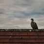 Piccioni su tetti e pannelli fotovoltaici: perché il problema è in aumento e come prevenirlo in modo efficace Piccioni su tetti e pannelli fotovoltaici: perché il problema è in aumento e come prevenirlo in modo efficace