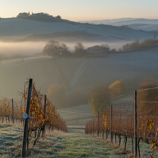 Immagine generica Immagine generica