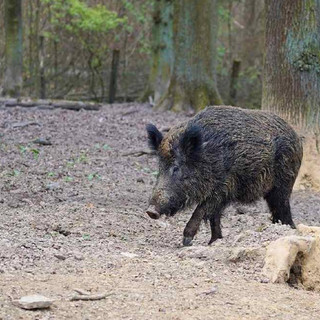 Peste Suina Africana, nessun nuovo caso in Piemonte: in Granda le positività restano 10