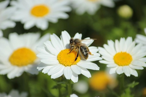 A Mondovì il seminario “Apicoltura e biodiversità. Un patrimonio da custodire e promuovere” A Mondovì il seminario “Apicoltura e biodiversità. Un patrimonio da custodire e promuovere”
