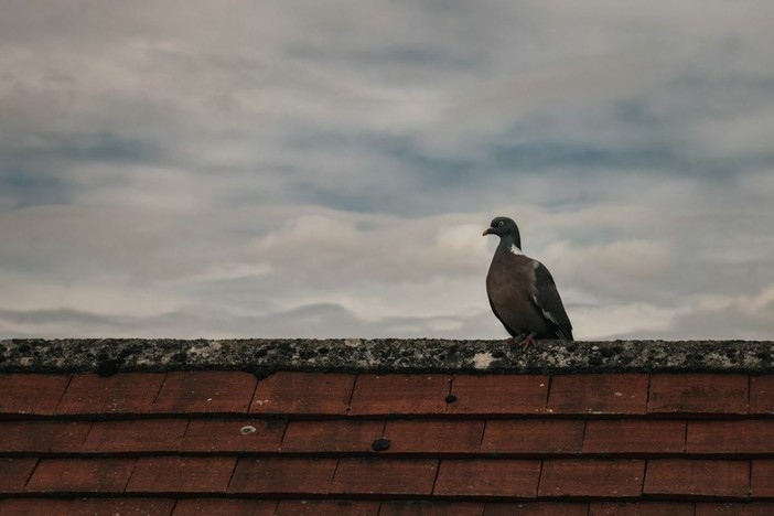 Piccioni su tetti e pannelli fotovoltaici: perché il problema è in aumento e come prevenirlo in modo efficace