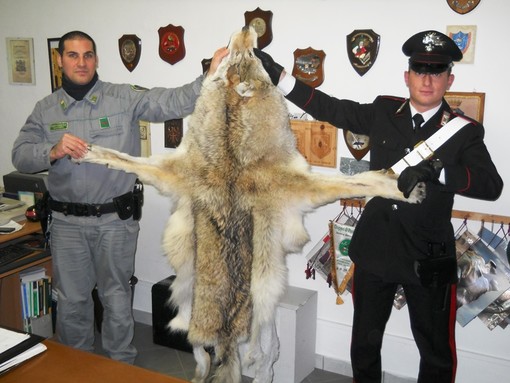 Casteldelfino: “Quella pelle di lupo è stata acquistata e sdoganata durante la spedizione alpinistica in Kirghizistan”