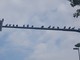 Una buffa fila di piccioni appollaiati sul braccio del semaforo...